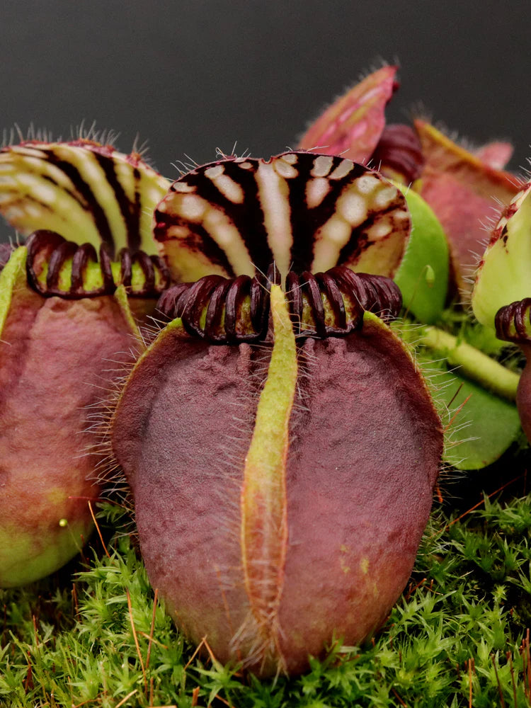 Cephalotus follicularis – Giardino Carnivoro
