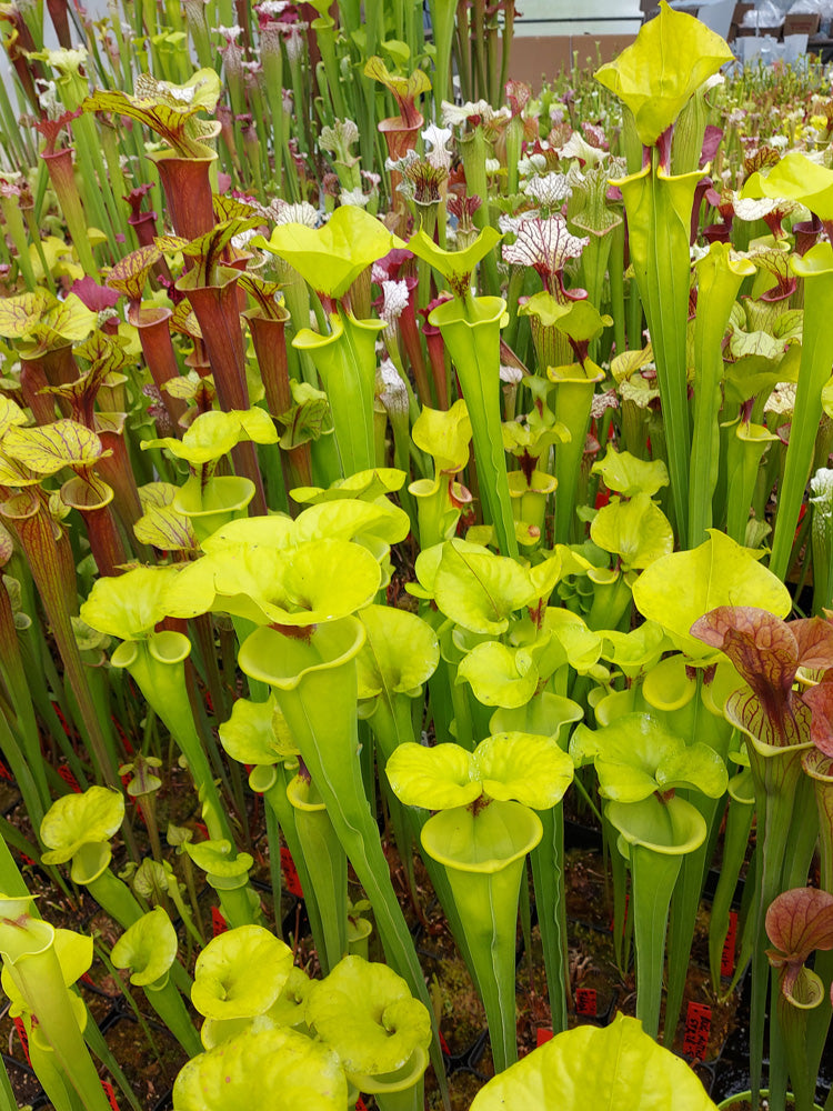 Sarracenia