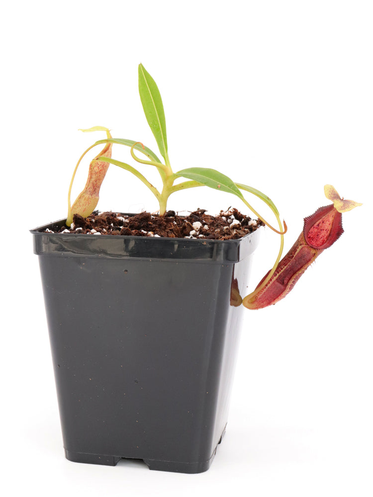 Nepenthes singalana Belirang BE-3170 Best Selected Clone