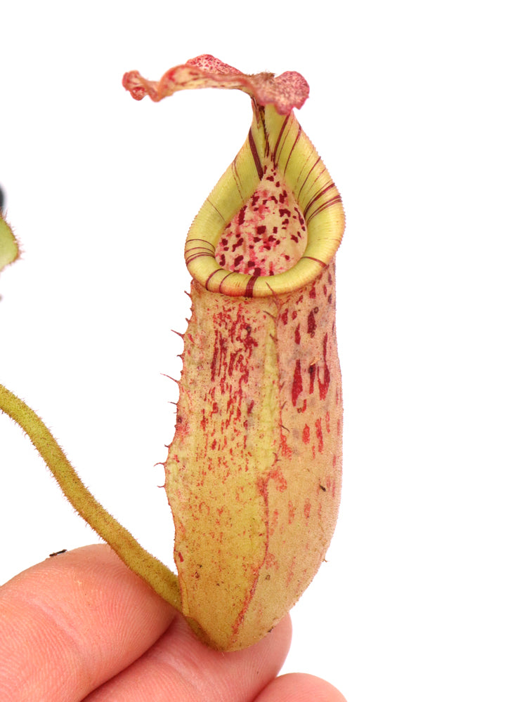 Nepenthes glandulifera x veitchii "Bario Red Striped" BE-3689