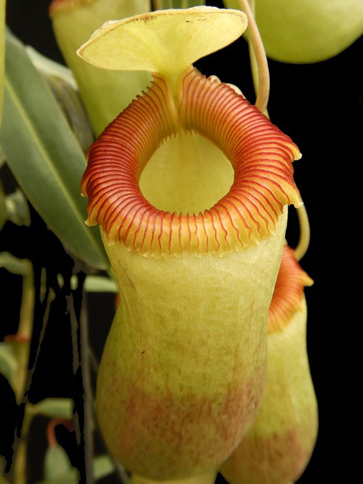 Nepenthes barcelonae (Ex aenigma) BE-3770