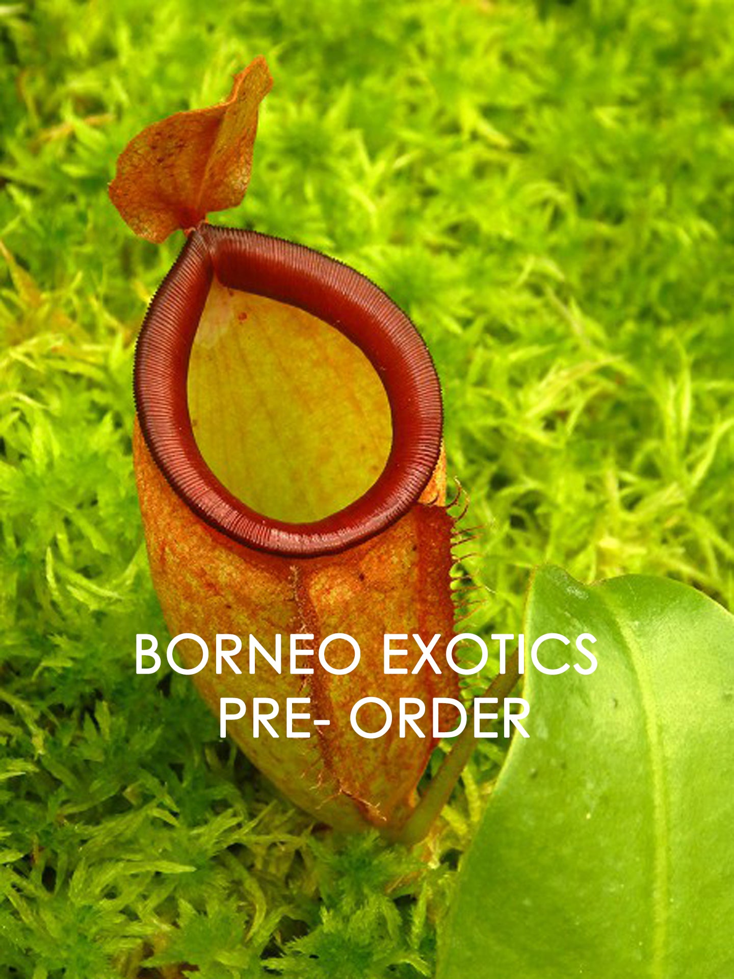 Nepenthes ampullaria x campanulata BE-3840
