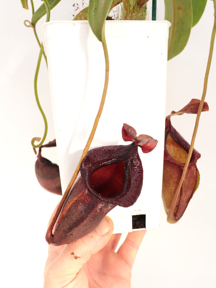 Nepenthes spathulata x jacqueline "Best Selected clone" BE-3894