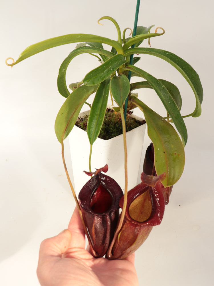 Nepenthes spathulata x jacqueline "Best Selected clone" BE-3894