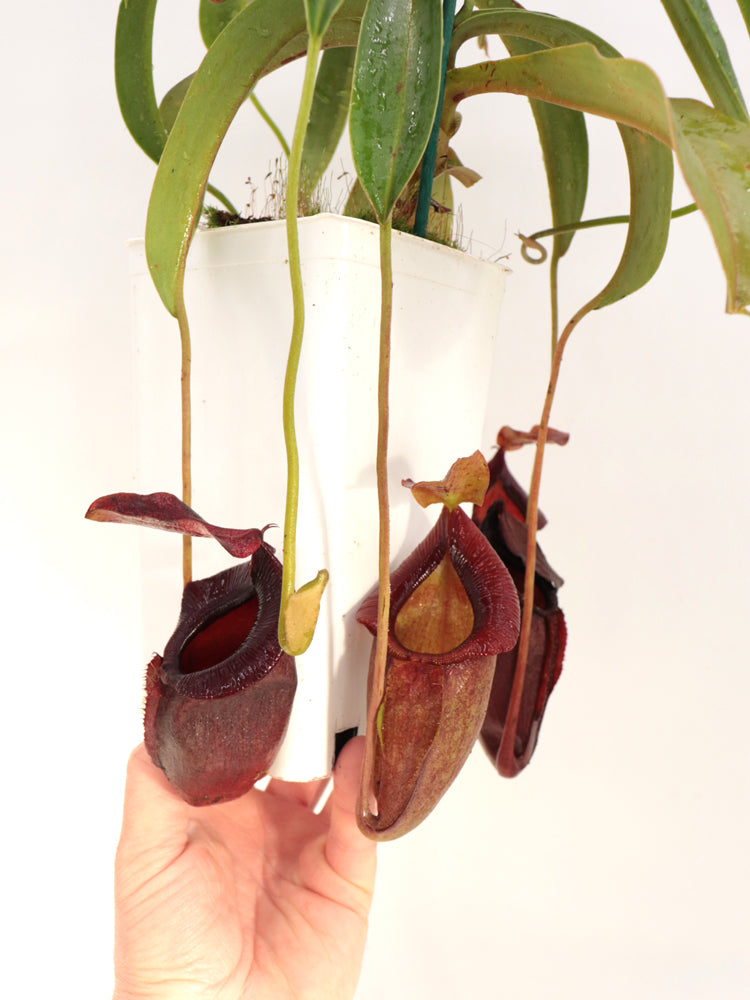 Nepenthes spathulata x jacqueline "Best Selected clone" BE-3894
