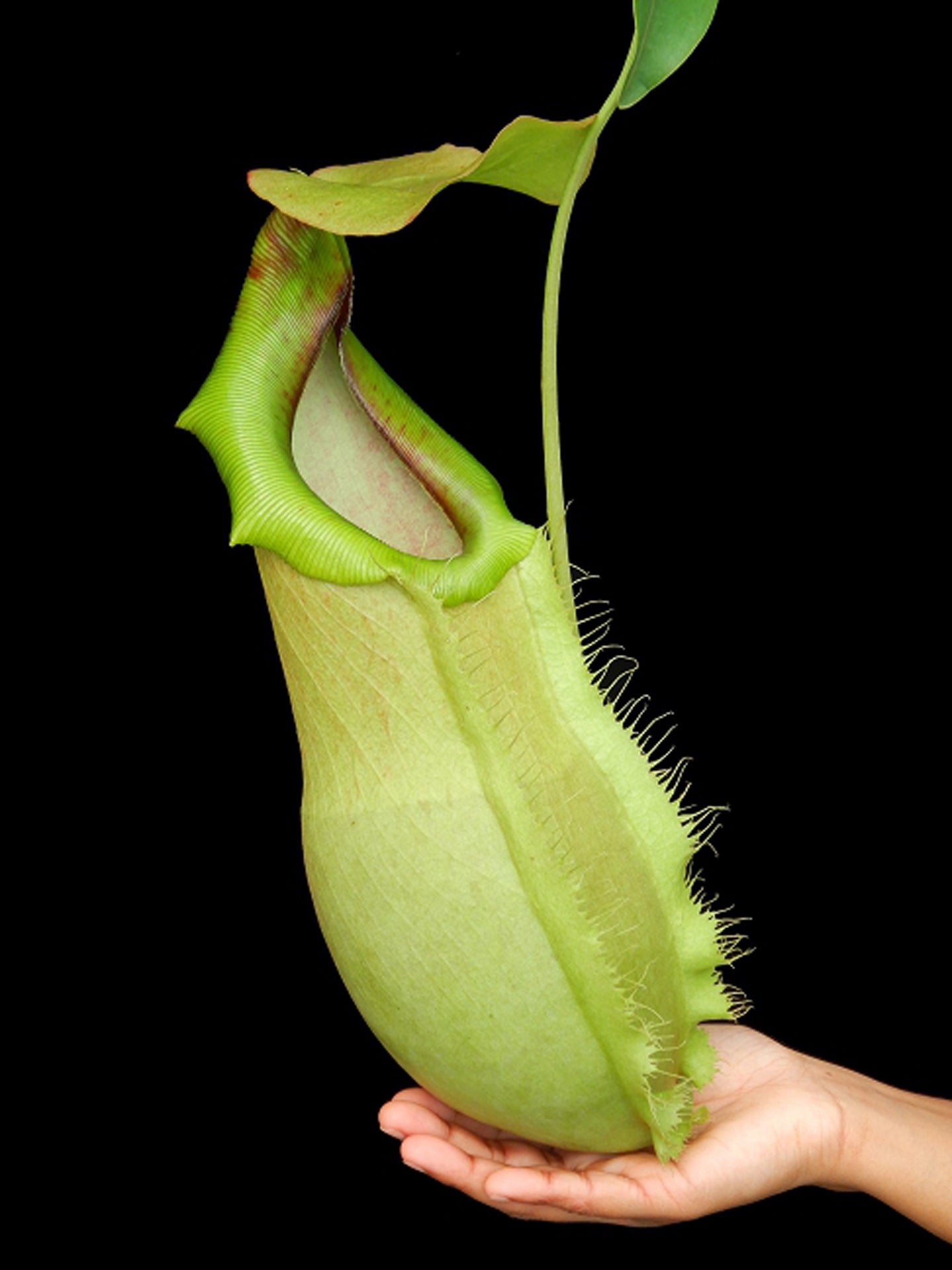 Nepenthes spathulata x merilliana BE-3949