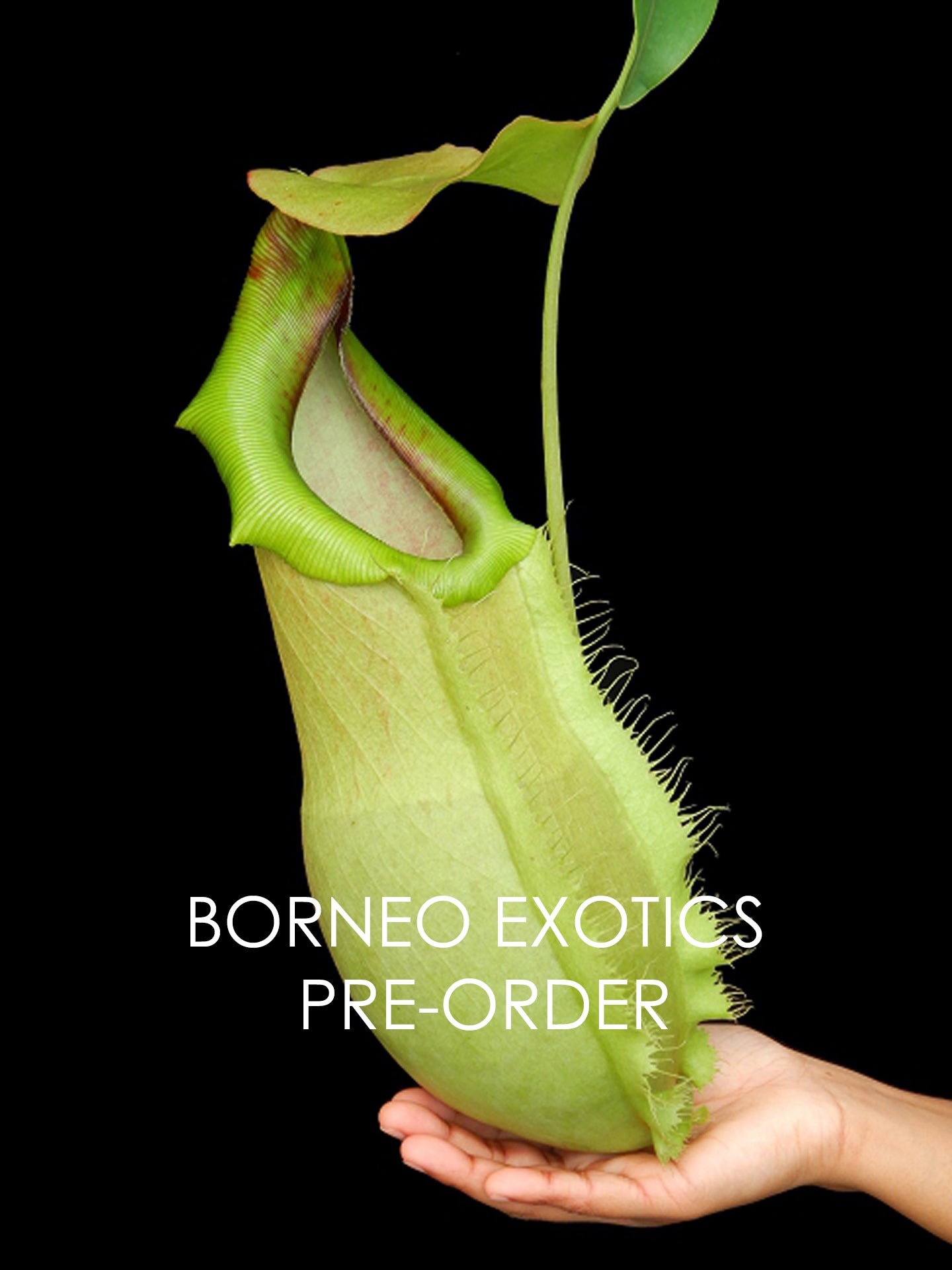 Nepenthes spathulata x merilliana BE-3949