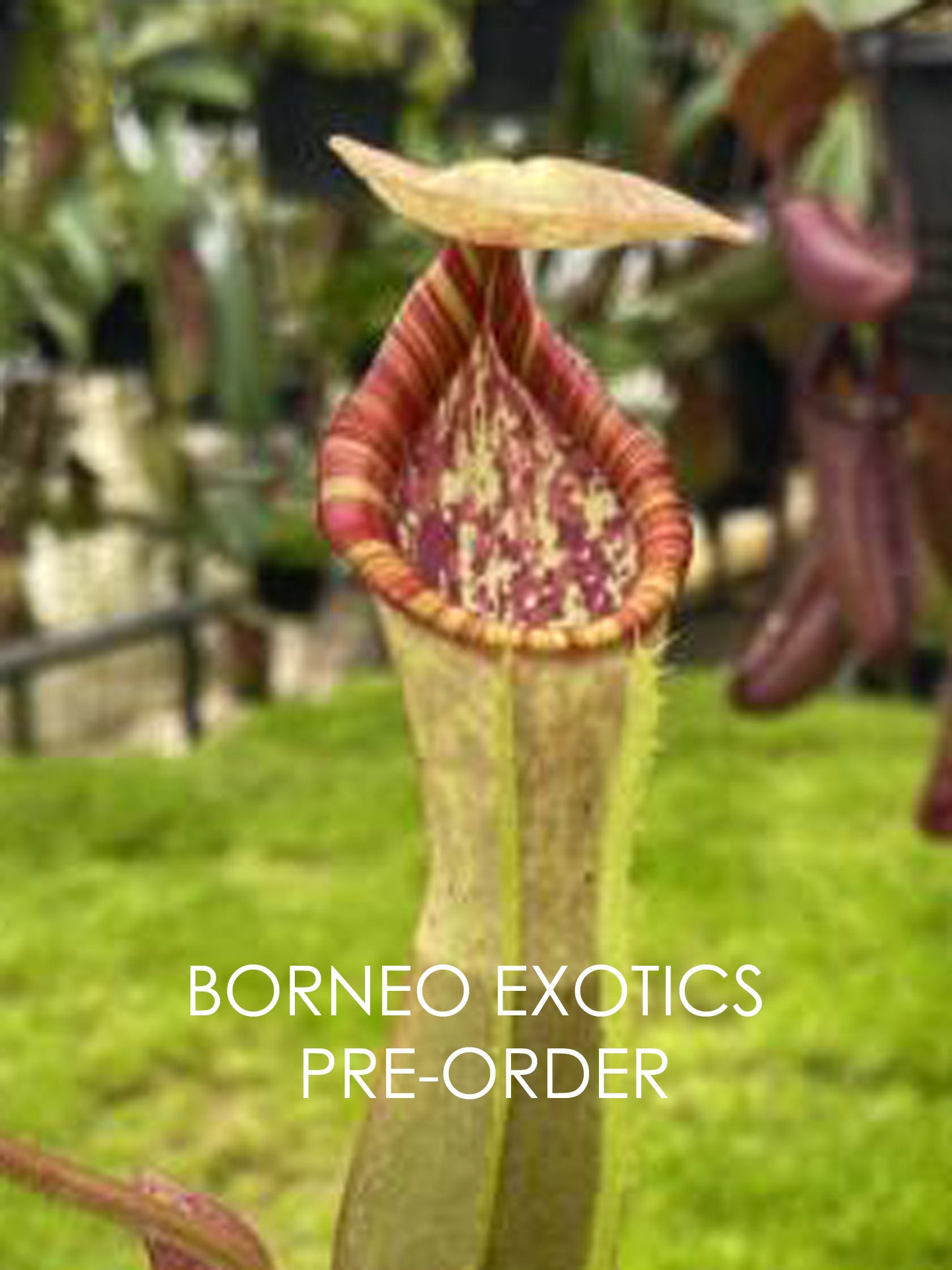 Nepenthes clipeata x (lowii x veitchii) BE-4625