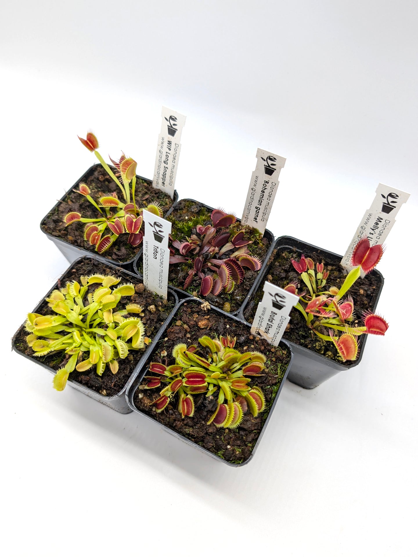 5 Dionaea Cloni Assortiti TAGLIA SMALL-MEDIUM