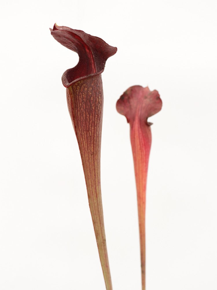 A28 MK Sarracenia alata var. nigropurpurea Black tube, pubescent