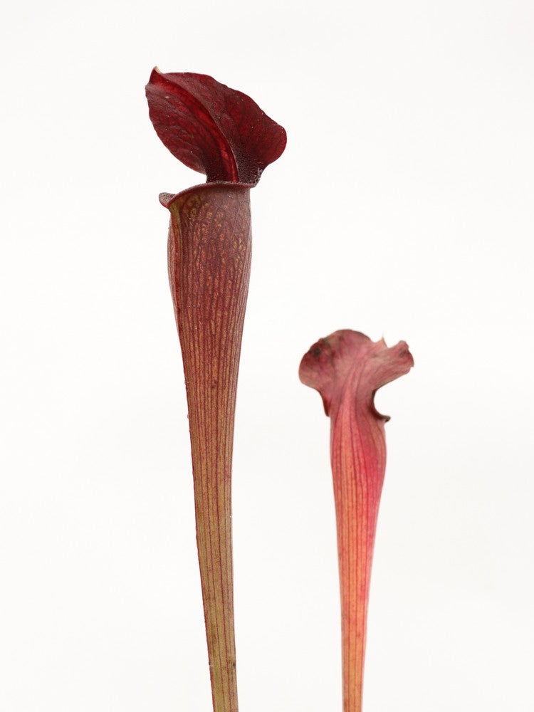 A28 MK Sarracenia alata var. nigropurpurea Black tube, pubescent