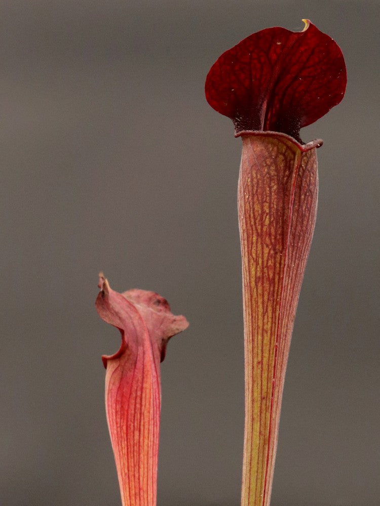 A28 MK Sarracenia alata var. nigropurpurea Black tube, pubescent