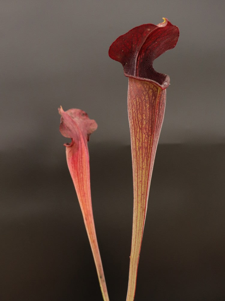 A28 MK Sarracenia alata var. nigropurpurea Black tube, pubescent