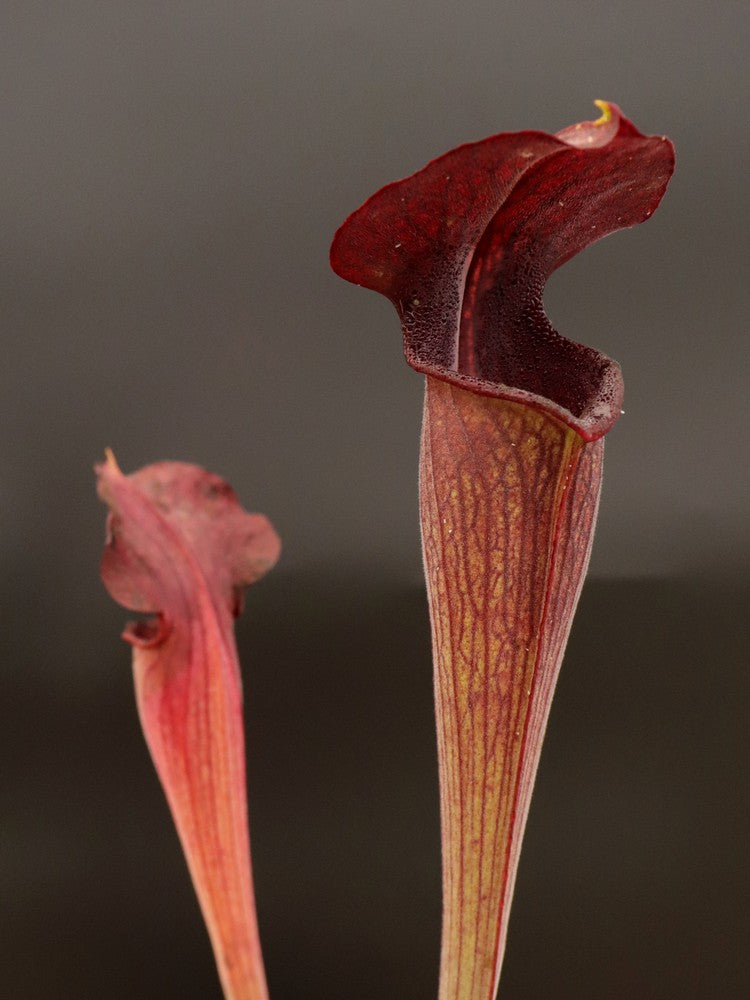 A28 MK Sarracenia alata var. nigropurpurea Black tube, pubescent