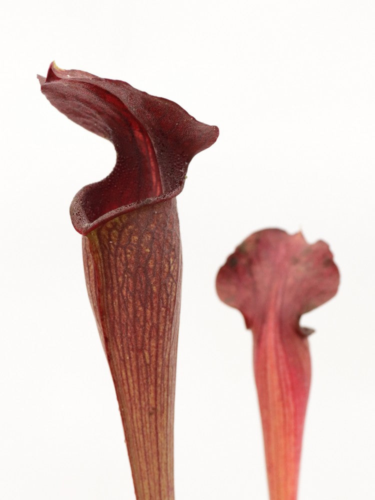 A28 MK Sarracenia alata var. nigropurpurea Black tube, pubescent