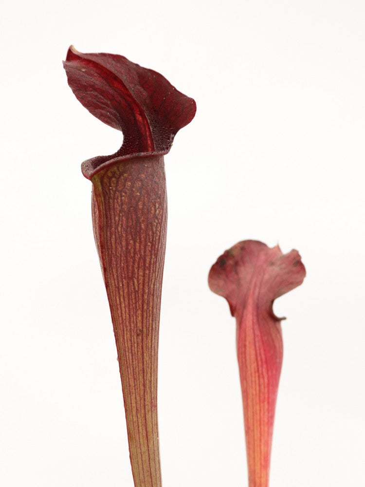 A28 MK Sarracenia alata var. nigropurpurea Black tube, pubescent
