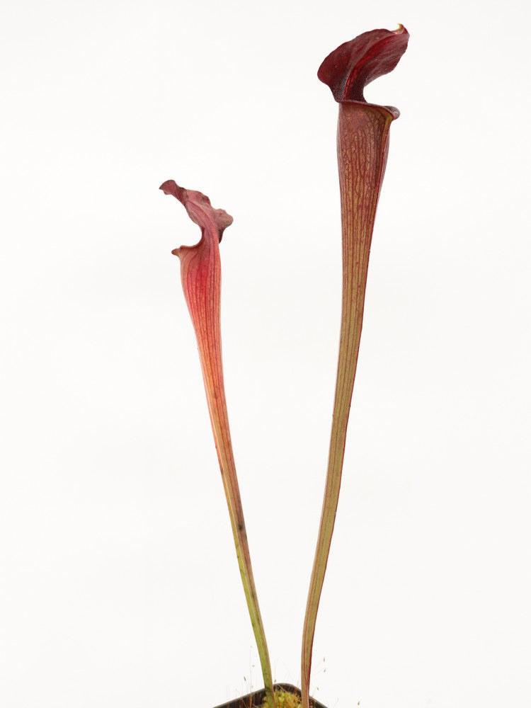 A28 MK Sarracenia alata var. nigropurpurea Black tube, pubescent