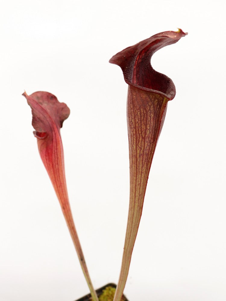 A28 MK Sarracenia alata var. nigropurpurea Black tube, pubescent