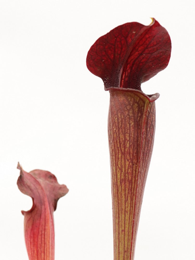 A28 MK Sarracenia alata var. nigropurpurea Black tube, pubescent