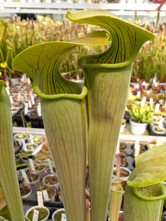 Sarracenia alata var. alata Giant green,Stone Co,Mississippi,W A31 MK