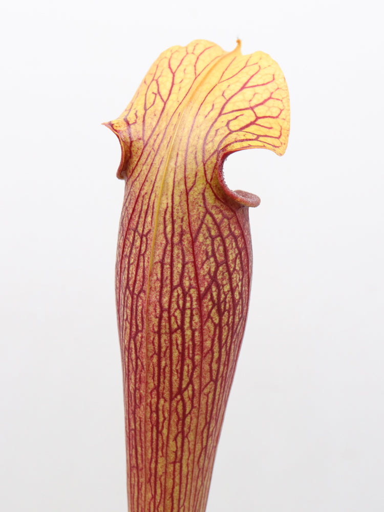 Sarracenia alata var. atrorubra, Stone Co,MS A46 MK