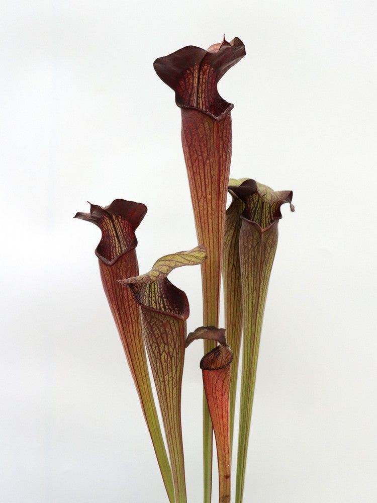 Sarracenia alata var. nigropurpurea C.Klein