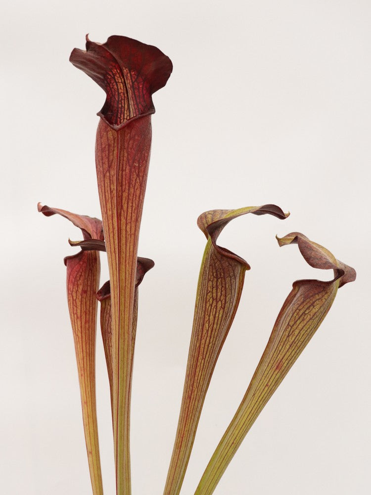 Sarracenia alata var. nigropurpurea C.Klein