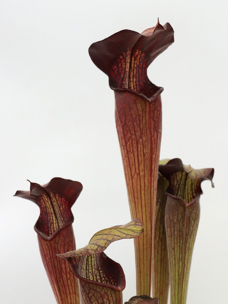 Sarracenia alata var. nigropurpurea C.Klein
