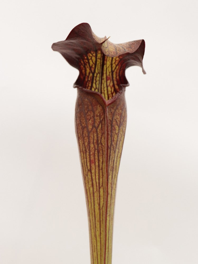 Sarracenia alata var. nigropurpurea C.Klein