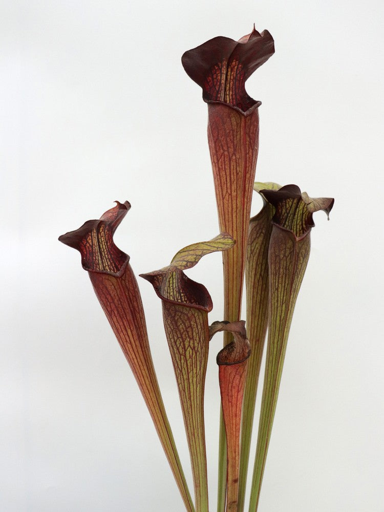 Sarracenia alata var. nigropurpurea C.Klein