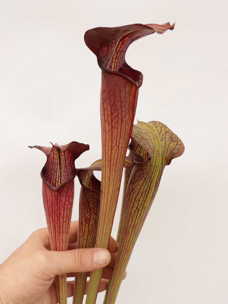 Sarracenia alata var. nigropurpurea C.Klein