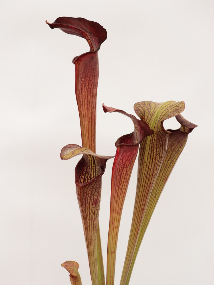 Sarracenia alata var. nigropurpurea C.Klein