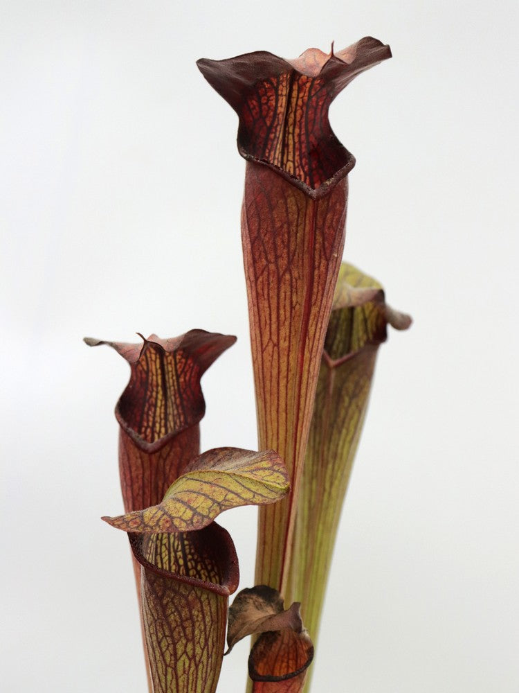 Sarracenia alata var. nigropurpurea C.Klein