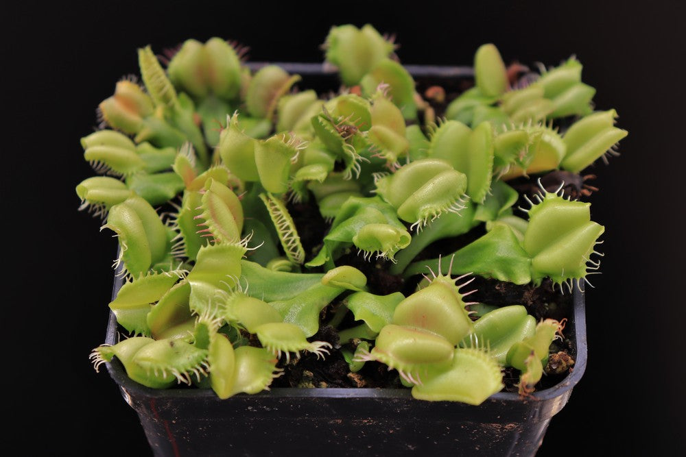 Dionaea muscipula Angelwings