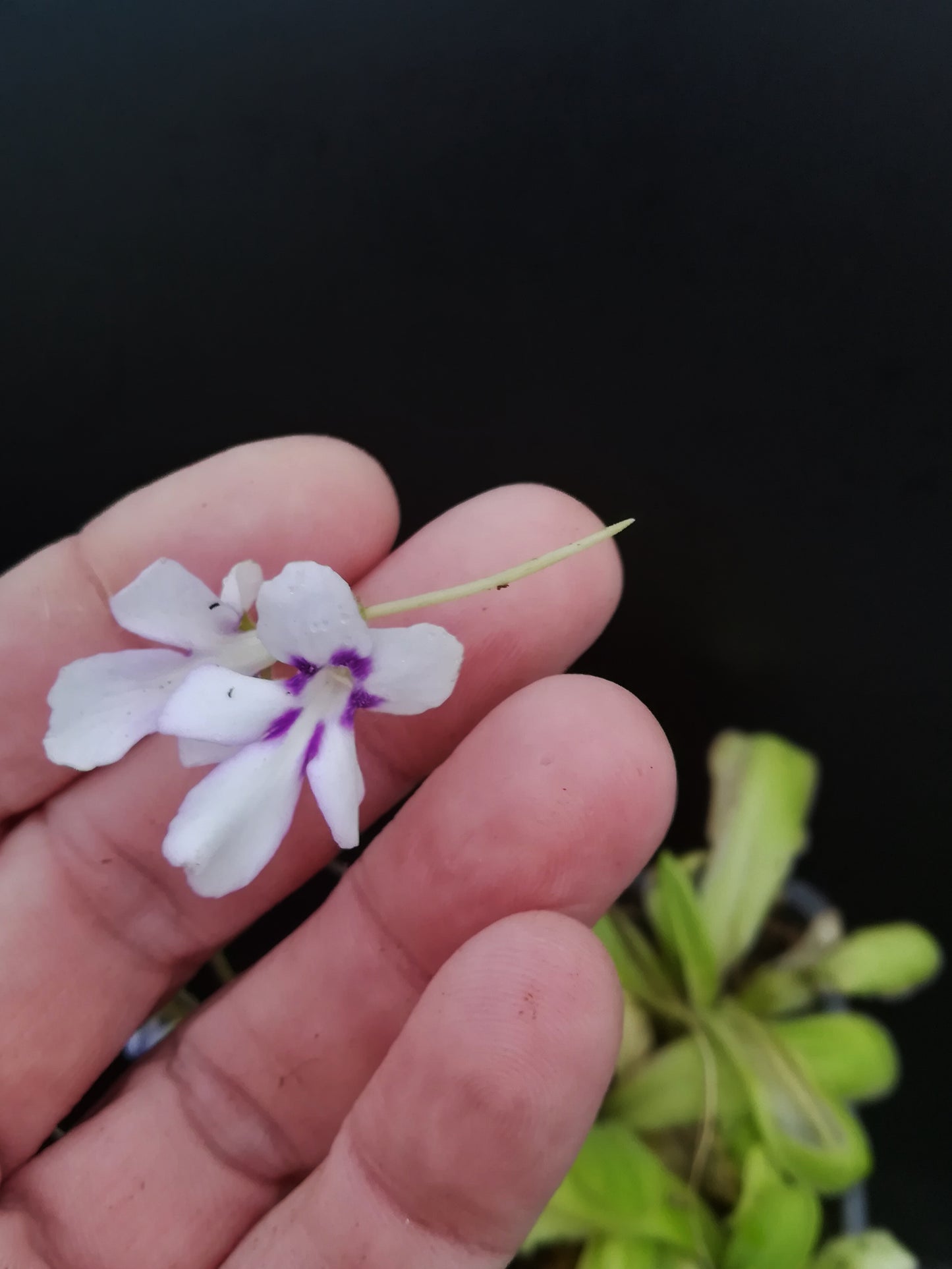 Pinguicula spec. ANPA A Near Eloxochitlan, Hidalgo