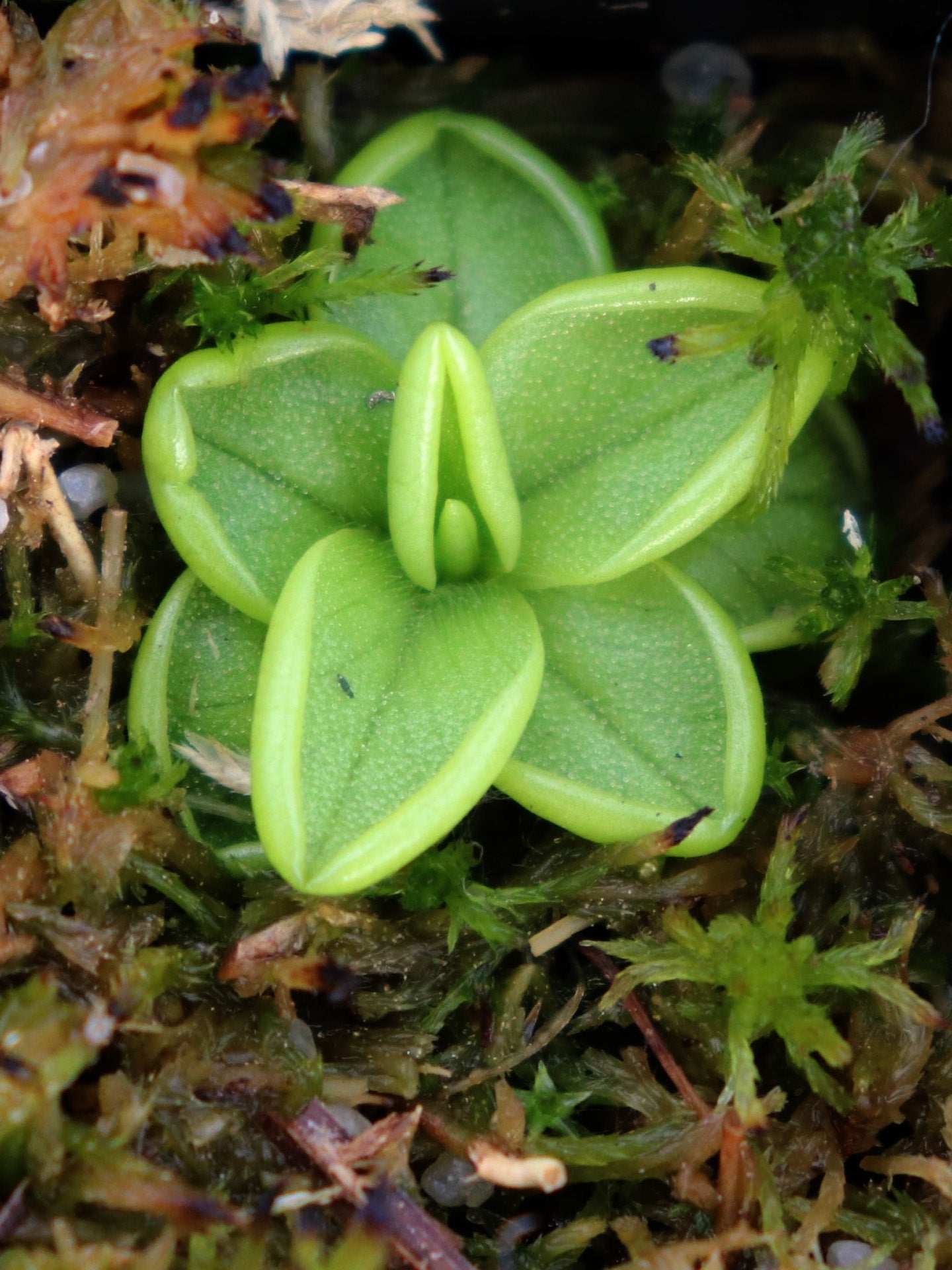Pinguicula spec. Tonala - Giardino Carnivoro Pinguicula spec. Tonala - Giardino Carnivoro