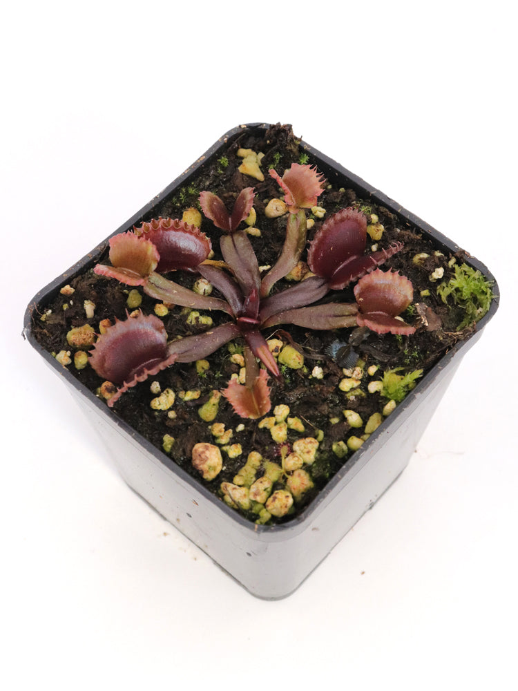 Dionaea muscipula "AR Werewolf II "