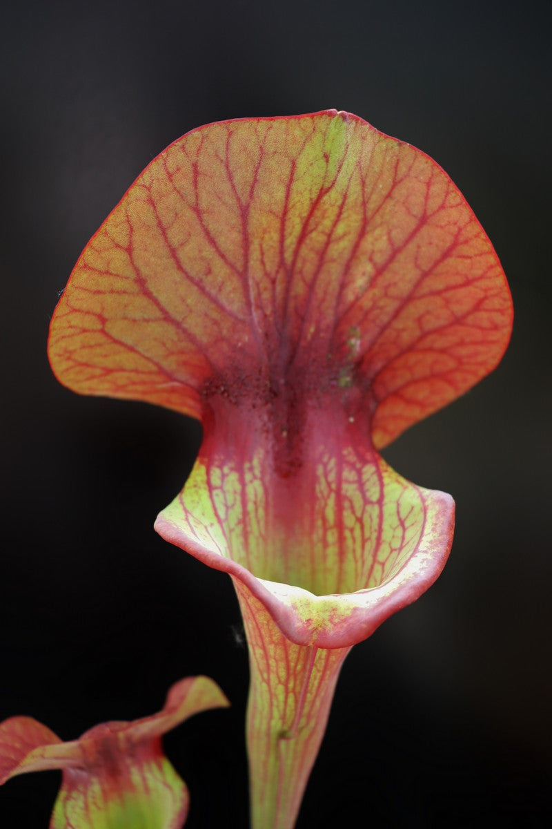 Sarracenia "Asbo"