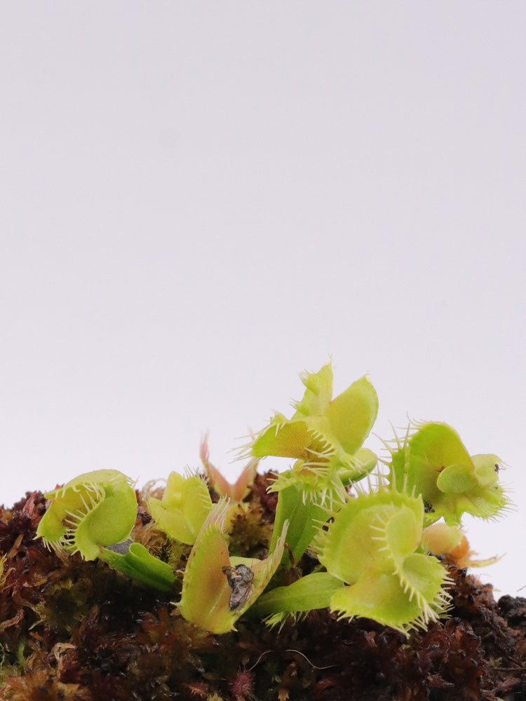 Dionaea muscipula Trouble Maker