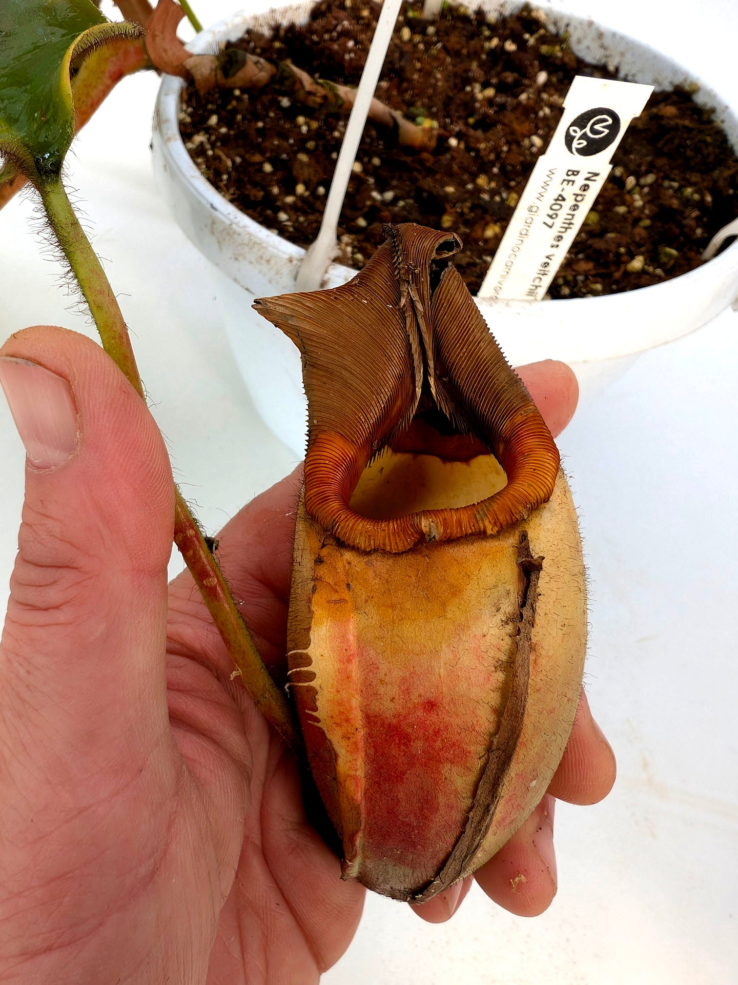 AUCTION 5: Nepenthes veitchii "Bario RED" Highland BE-4097 XL SIZE