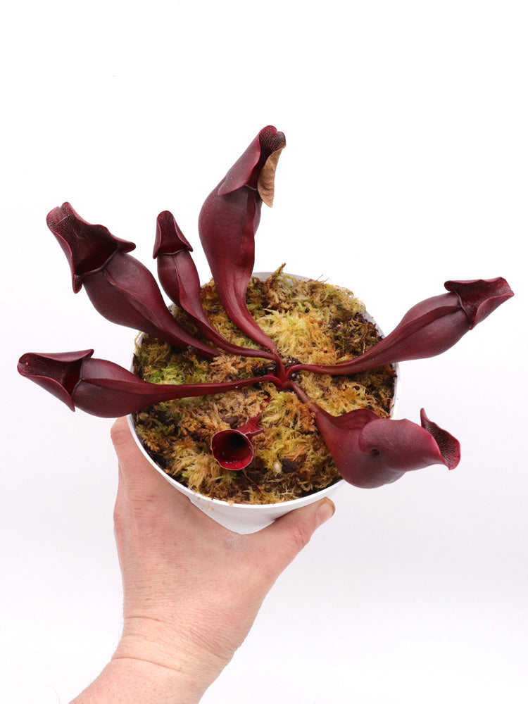 PV7 GC Sarracenia purpurea spp. purpurea "Very red"