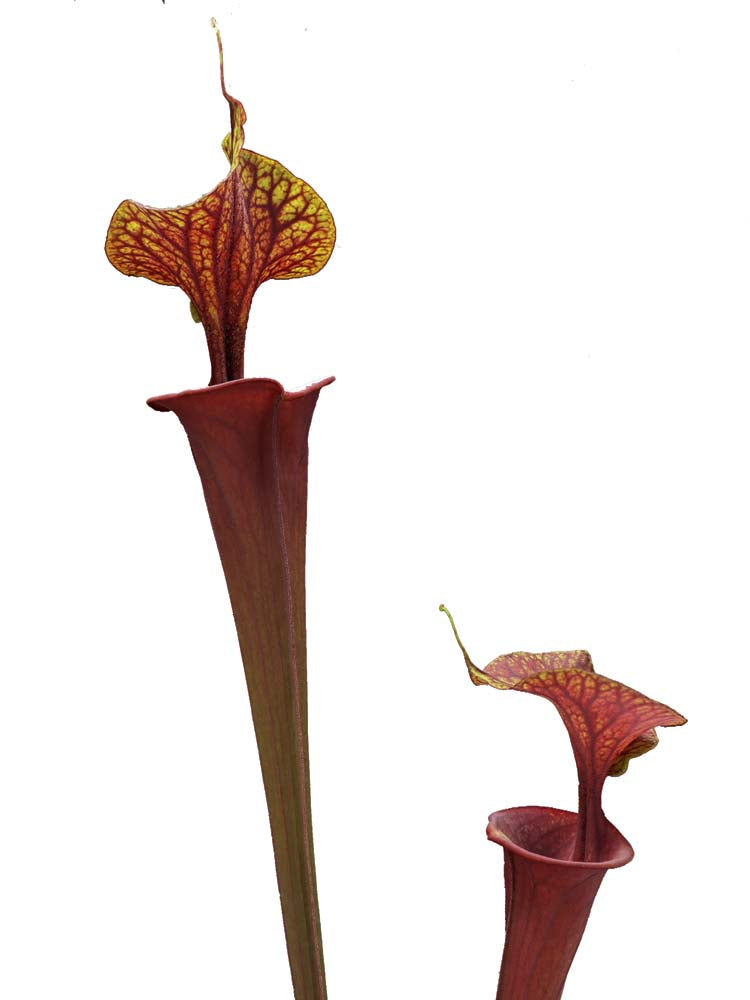 Sarracenia flava var. atropurpurea F174 MK  Marston Exotics