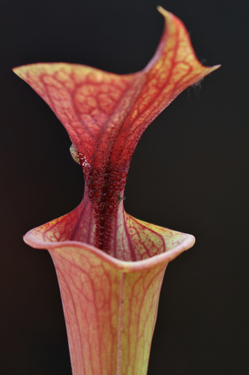 Sarracenia flava var. atropurpurea F27B MK All Red Form, Blackwater River State Forest, FL