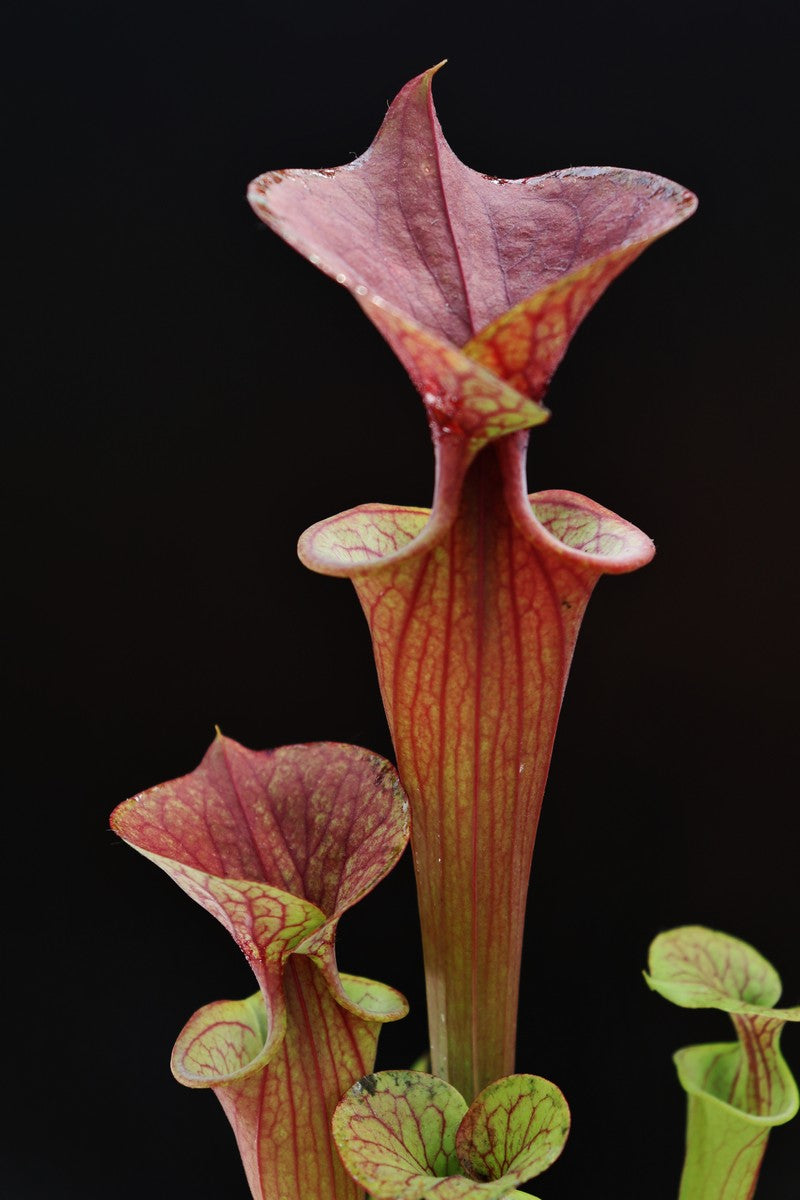 Sarracenia flava var. atropurpurea F27B MK All Red Form, Blackwater River State Forest, FL