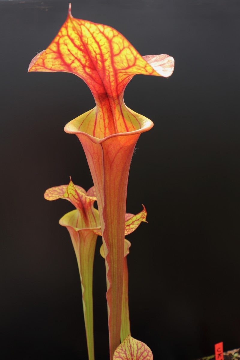 Sarracenia flava var. atropurpurea F27D MK Black water state forest
