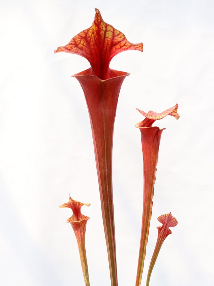 Sarracenia flava var. atropurpurea "All red"
