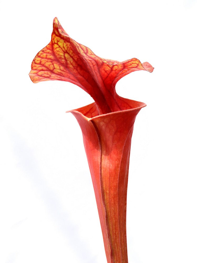 Sarracenia flava var. atropurpurea "All red"