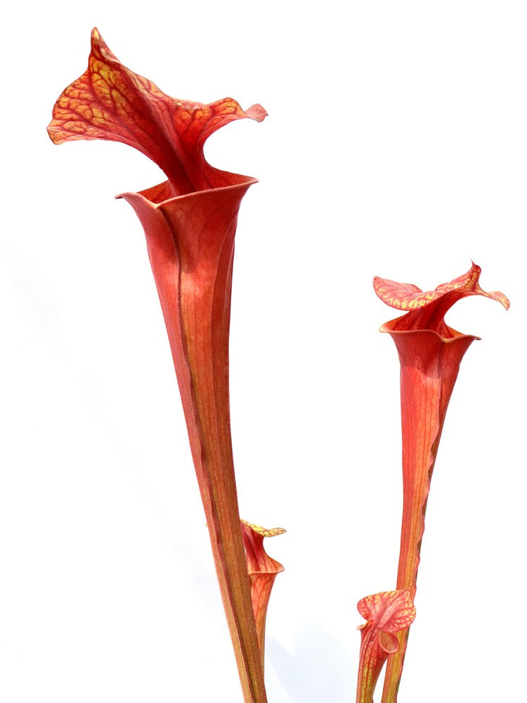 Sarracenia flava var. atropurpurea "All red"