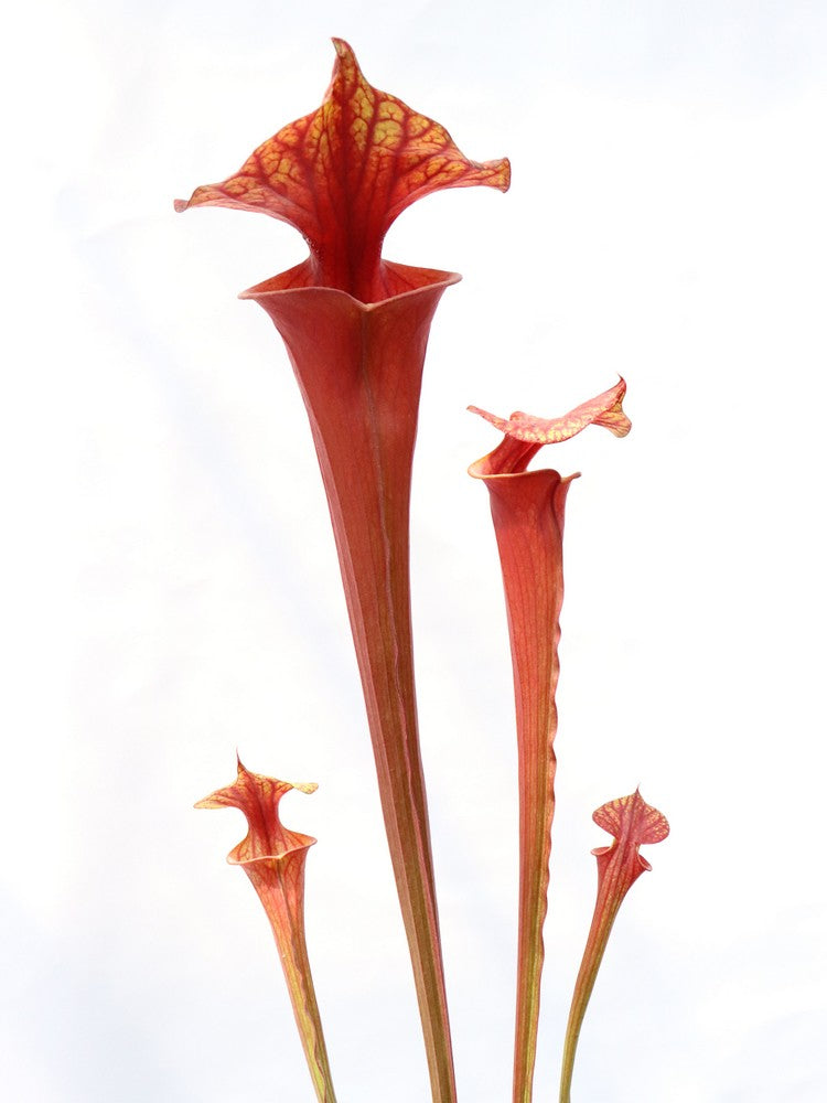 Sarracenia flava var. atropurpurea "All red"