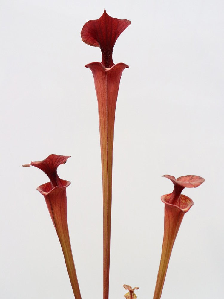 Sarracenia flava var. atropurpurea F27C MK  All Red Form, Blackwater River State Forest, FL